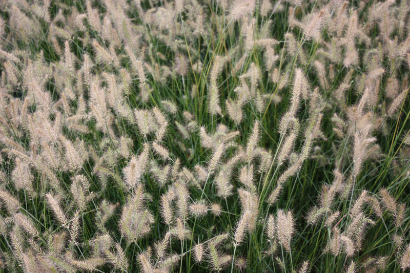 Grass, Pennisetum a. 'Little Bunny'