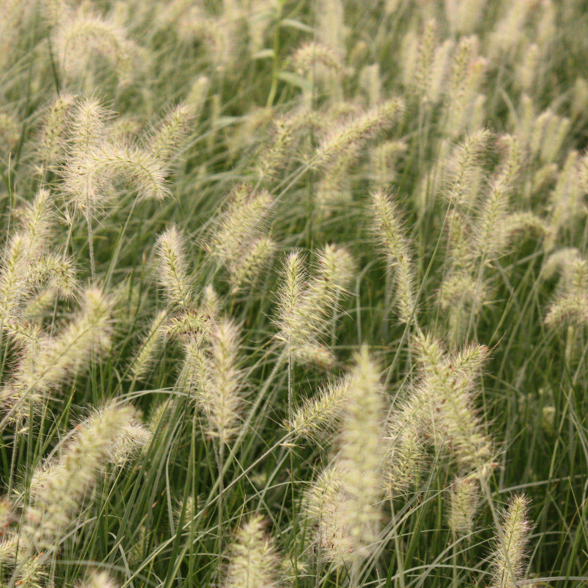 Grass, Pennisetum a. 'Little Bunny'