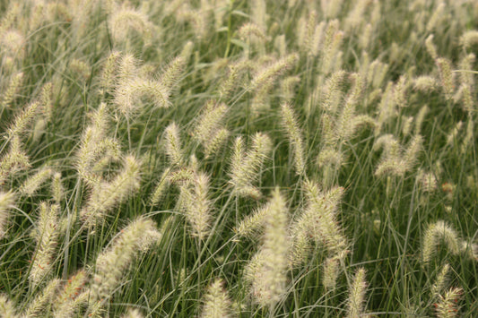 Grass, Pennisetum a. 'Little Bunny'