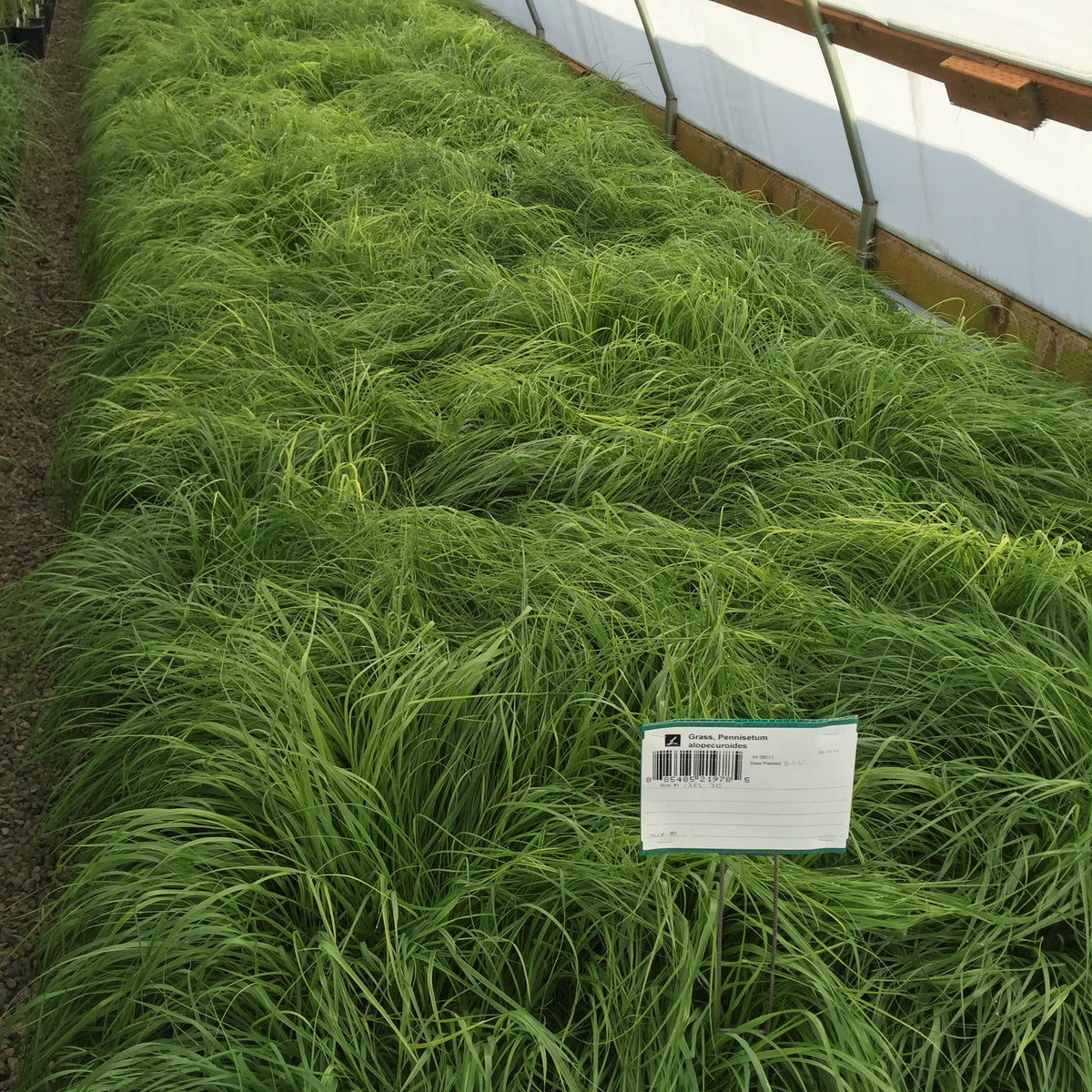 Grass, Pennisetum alopecuroides