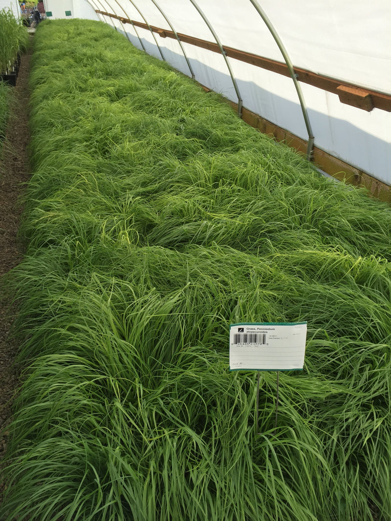 Grass, Pennisetum alopecuroides