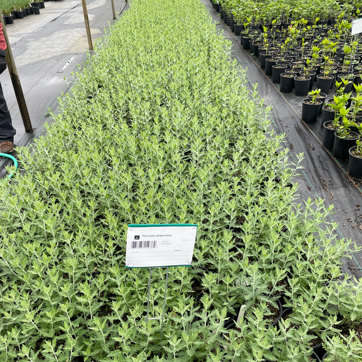 Perovskia atriplicifolia