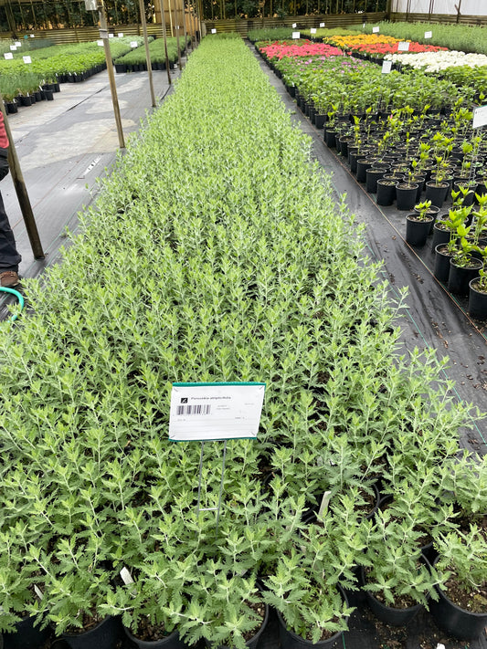 Perovskia atriplicifolia