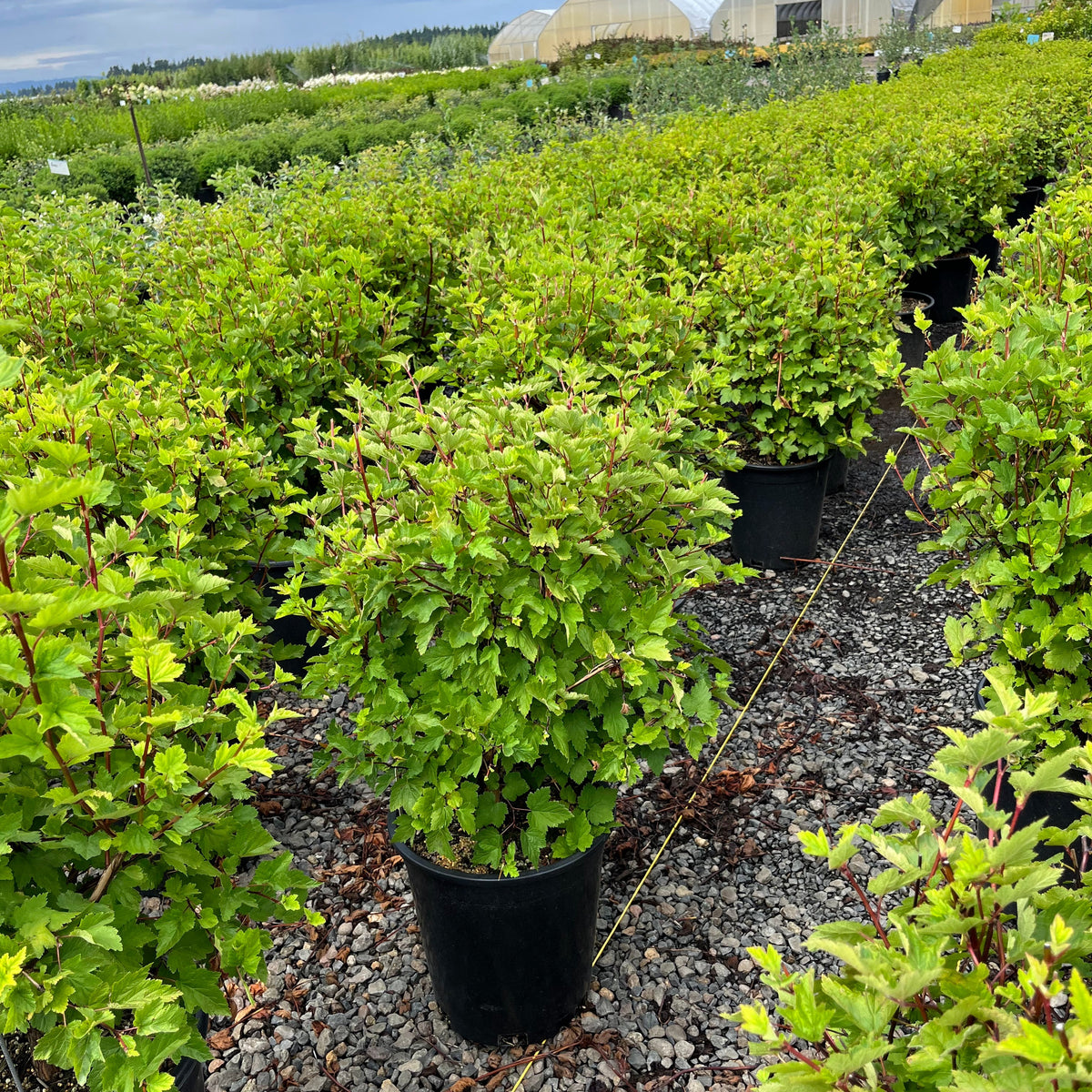 Physocarpus capitatus