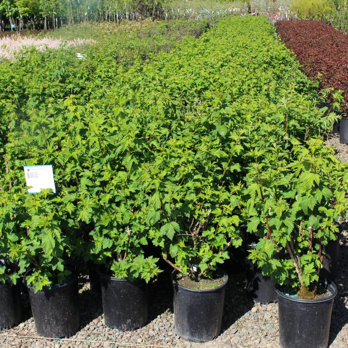 Physocarpus capitatus