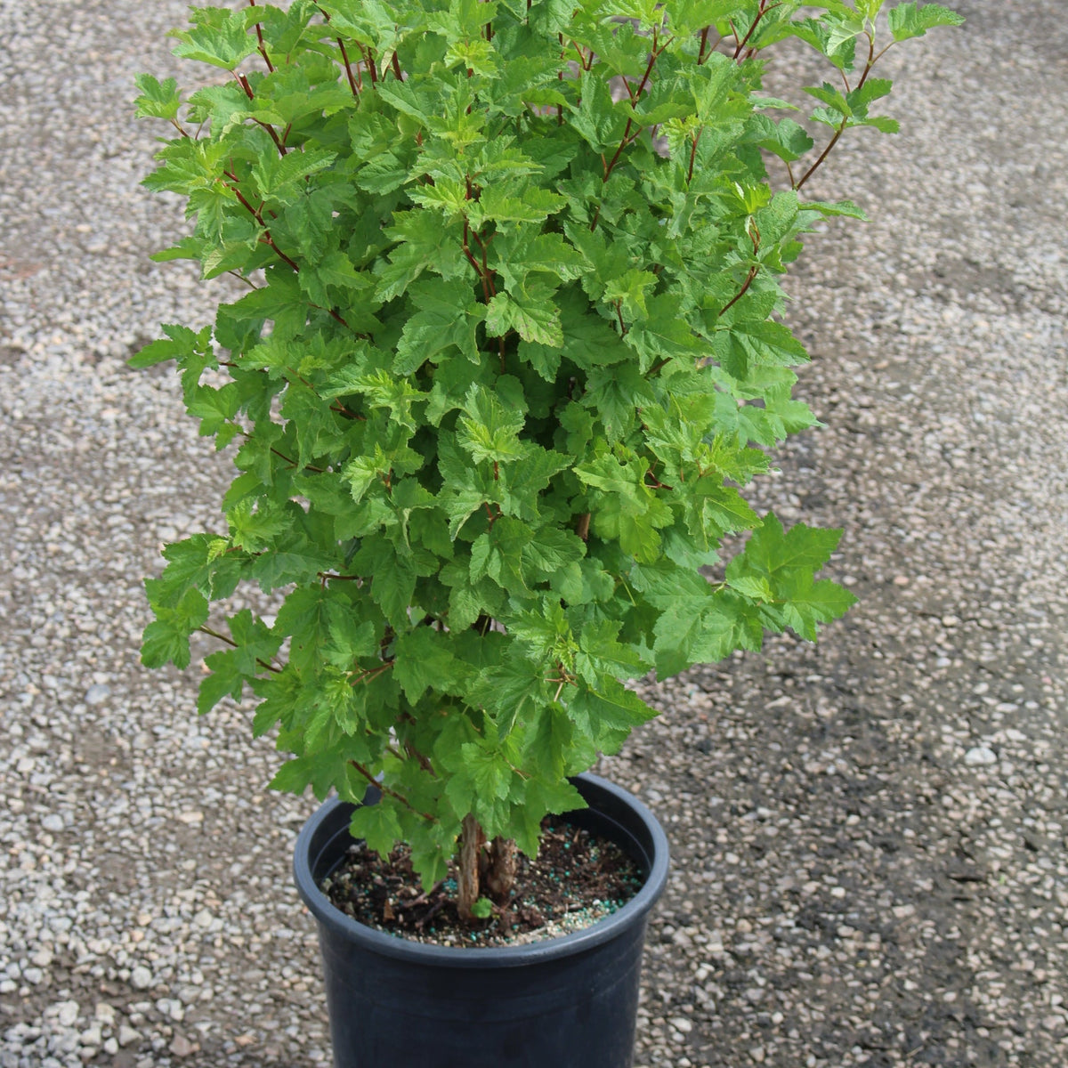 Physocarpus capitatus