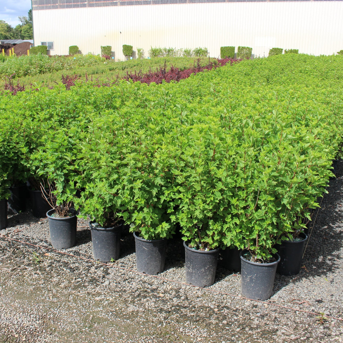 Physocarpus capitatus