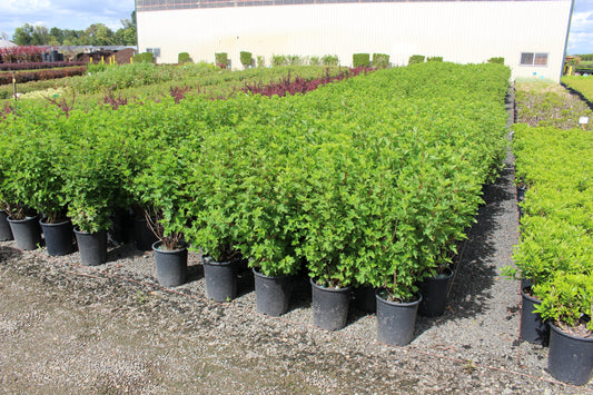Physocarpus capitatus