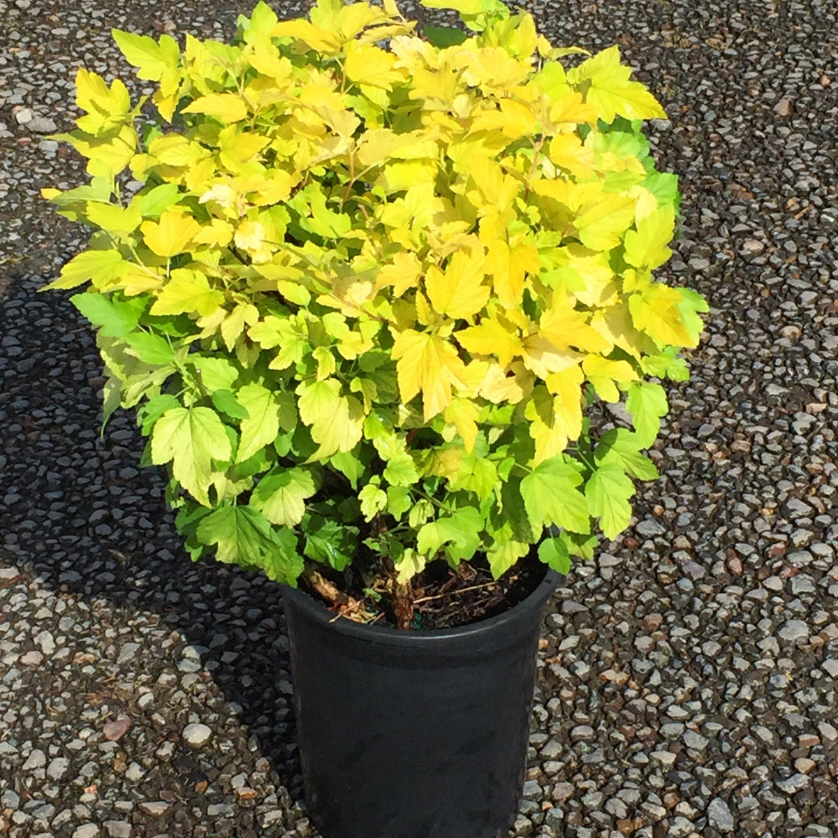 Physocarpus op. 'Dart's Gold'