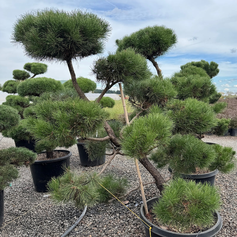 Pinus contorta, Poodle