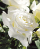 Rosa ht. 'Pope John Paul II' (white), Tree Form STD 36""