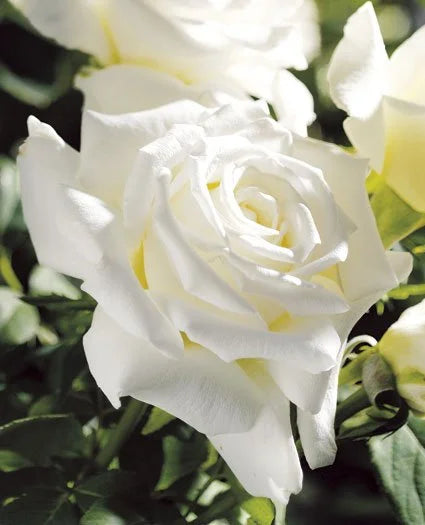Rosa ht. 'Pope John Paul II' (white), Tree Form STD 36""