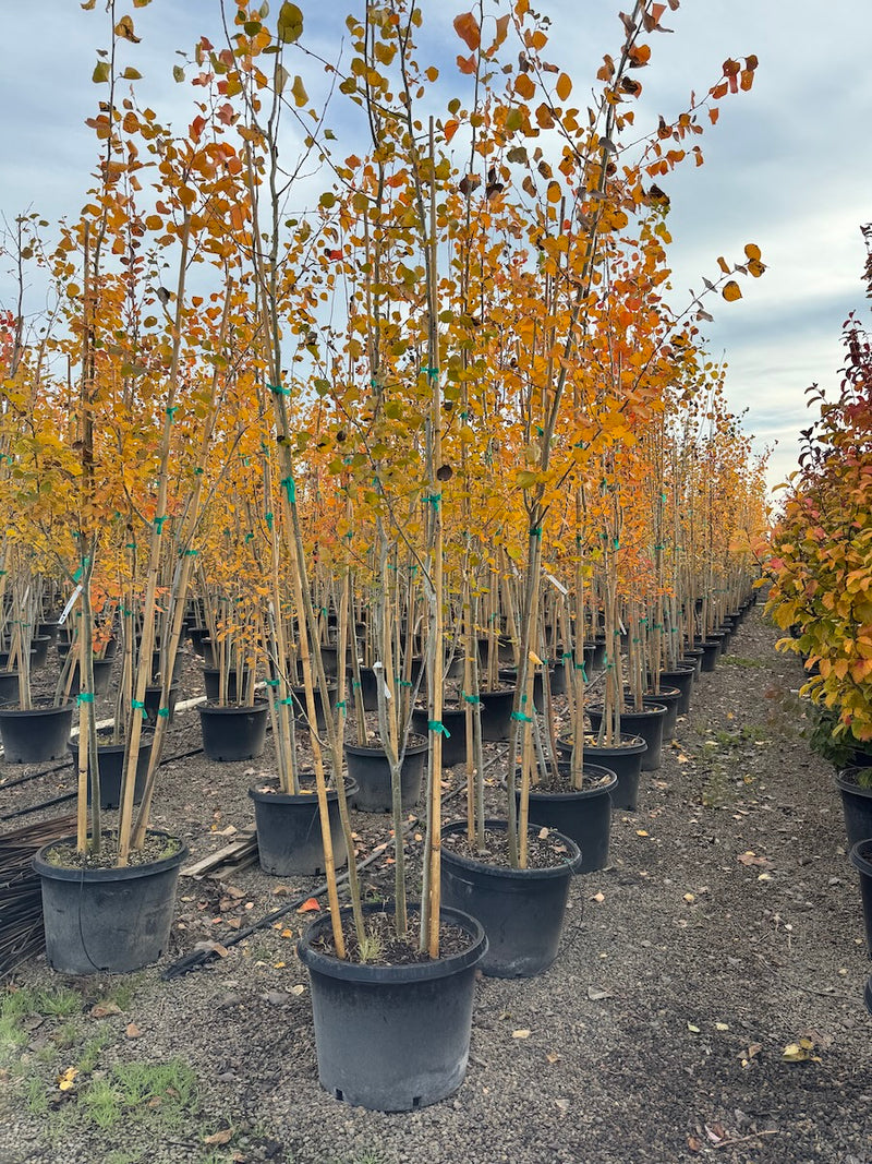 Populus tremuloides, Clump