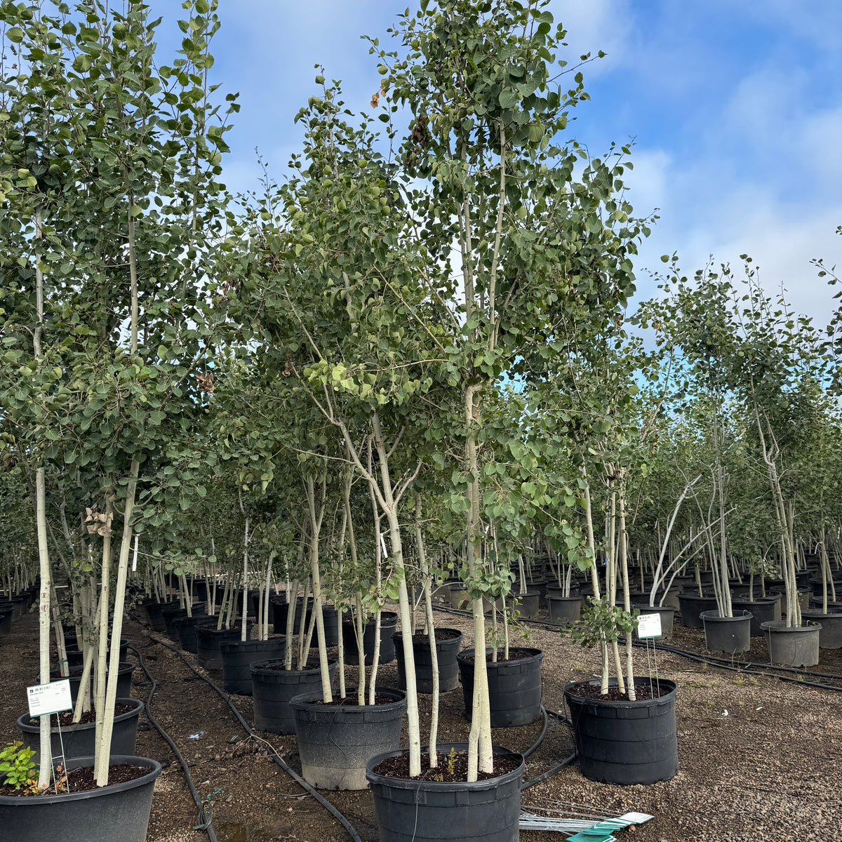 Populus tremuloides, Clump