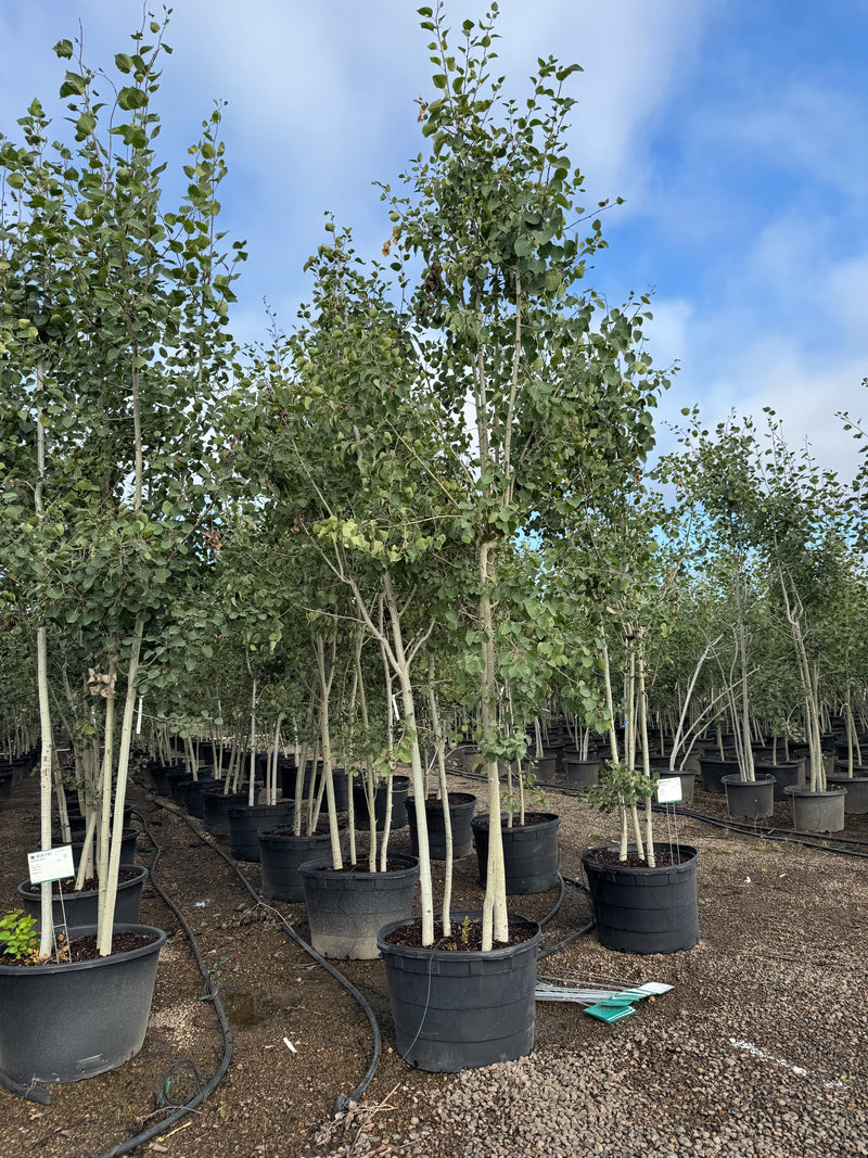 Populus tremuloides, Clump
