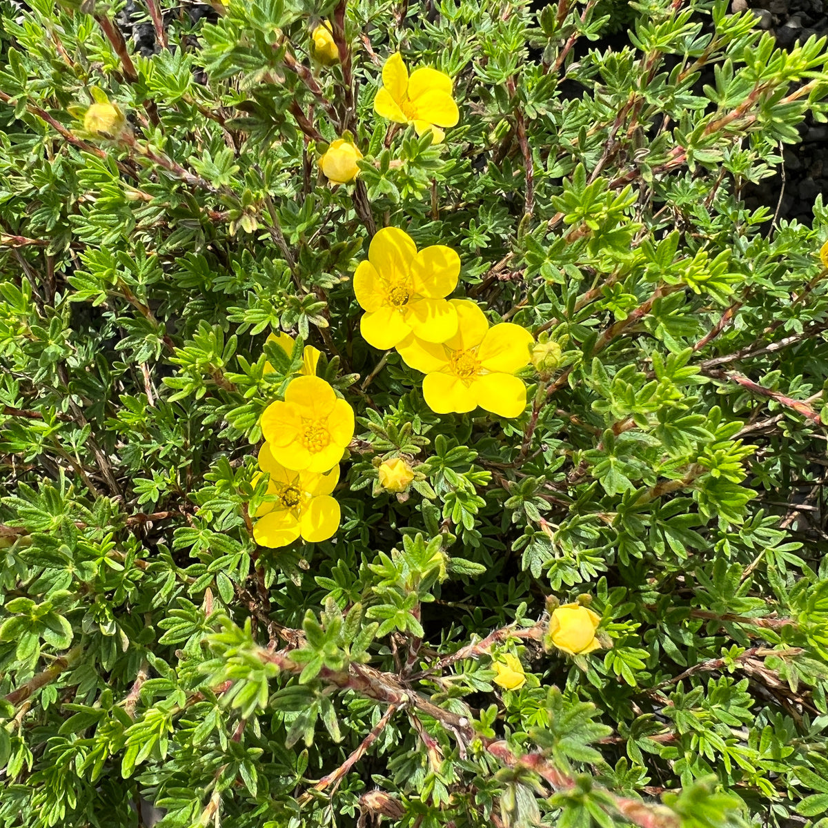 Potentilla f. 'Goldfinger'