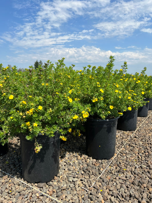 Potentilla f. 'Goldfinger'