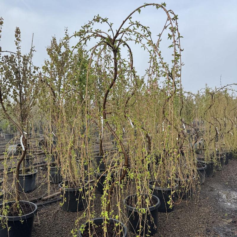 Prunus serr. 'Snow Fountains'® (white), Serpentine