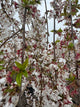 Prunus serr. 'Snow Fountains'® (white), Serpentine