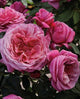 Rosa flor. Queen of Elegance (pink), Tree Form STD 36""