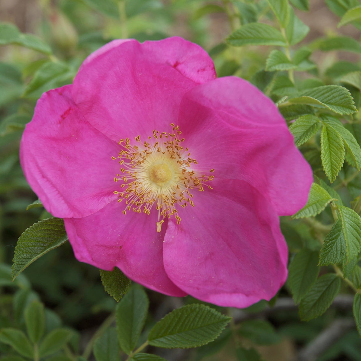 Rosa rugosa Raspberry Rugostar® PP15937 (pink)