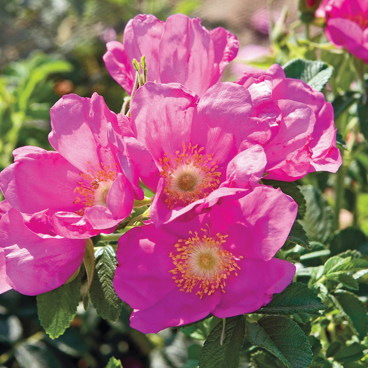 Rosa rugosa Raspberry Rugostar® PP15937 (pink)