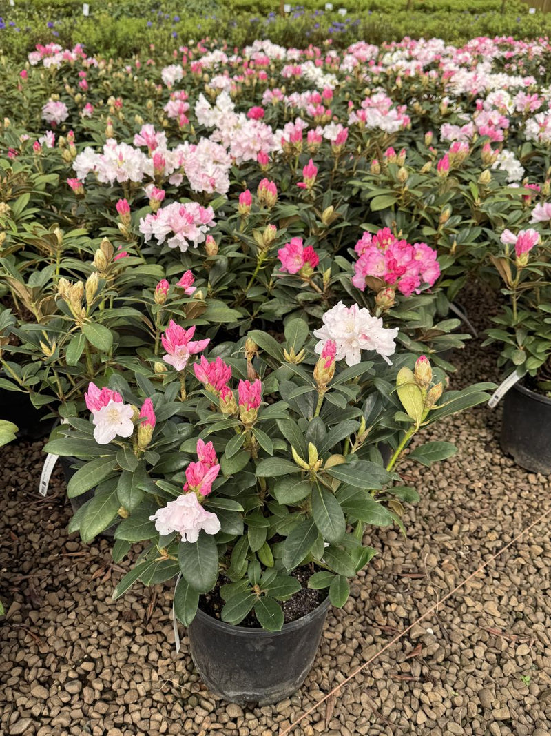 Rhod. yak. 'Yaku Princess' (pink/blush)- H-2