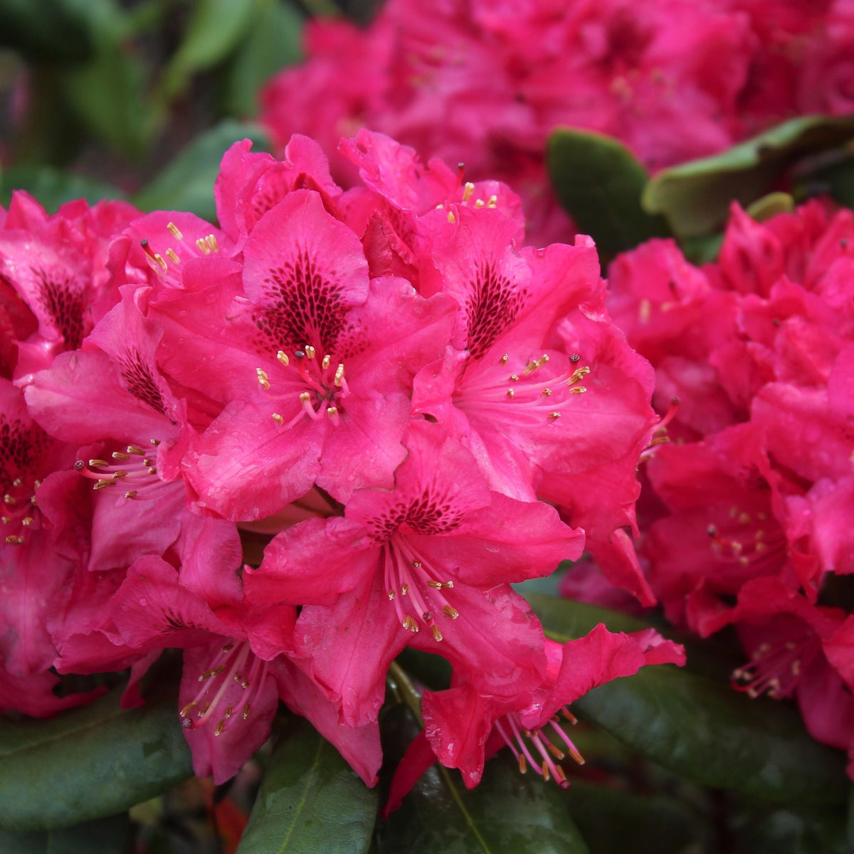Rhododendron – Loen's garden center