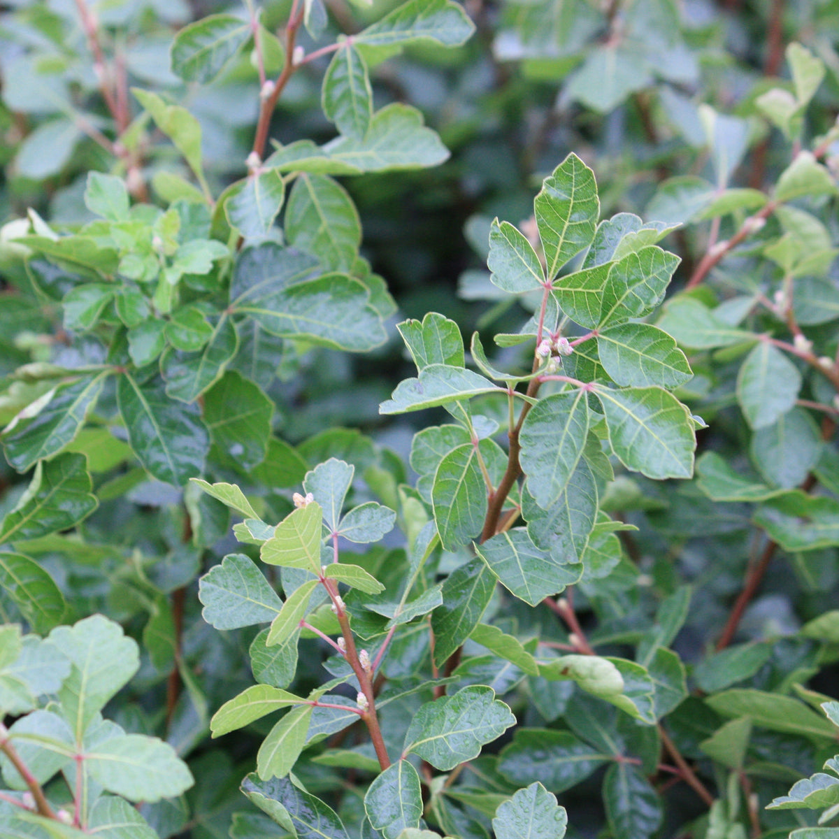 Rhus a. 'Gro-Low'
