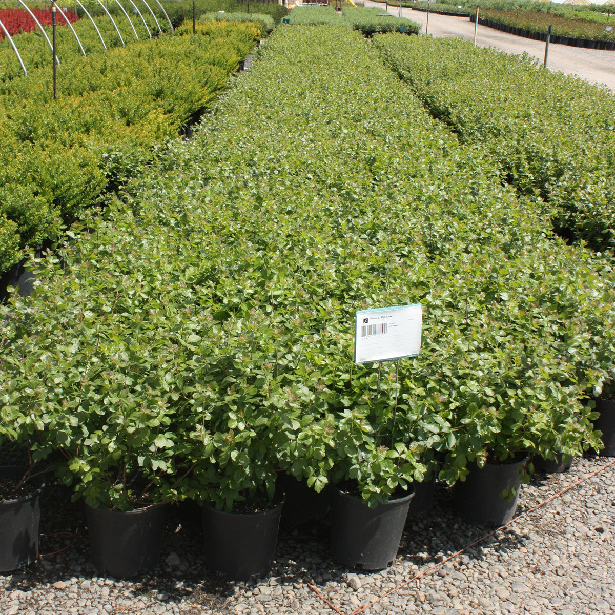 Rhus a. 'Gro-Low'