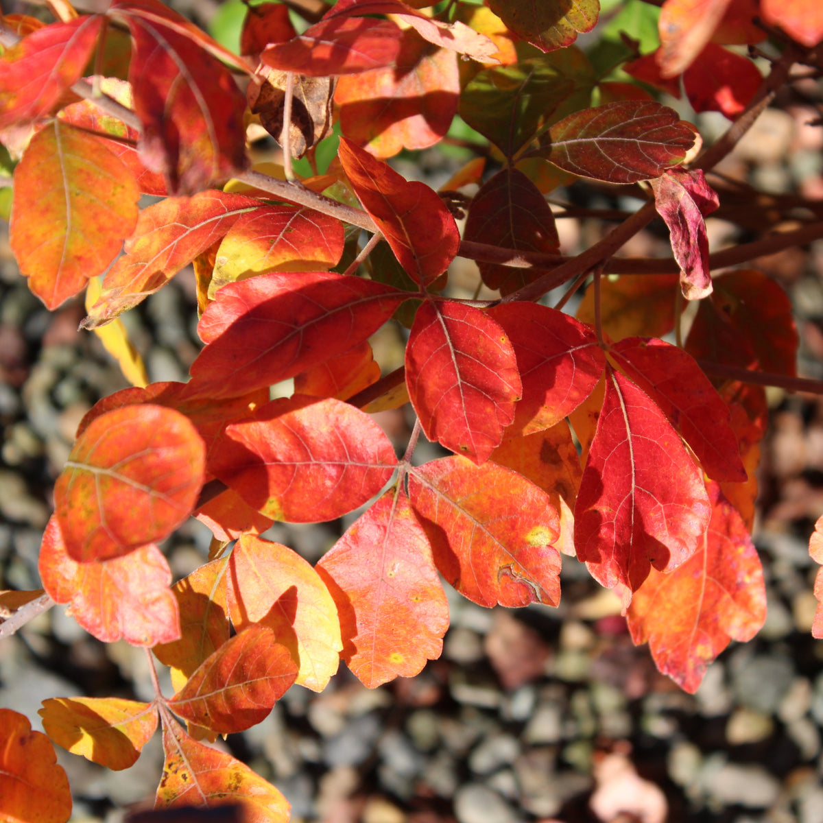 Rhus a. 'Gro-Low'