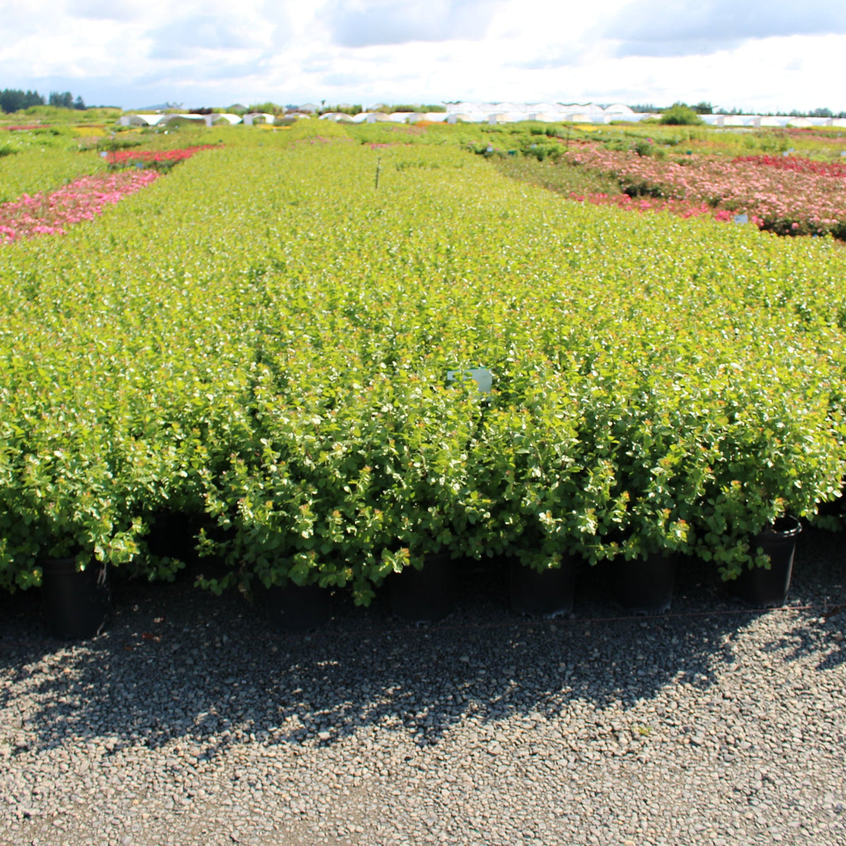 Rhus a. 'Gro-Low'