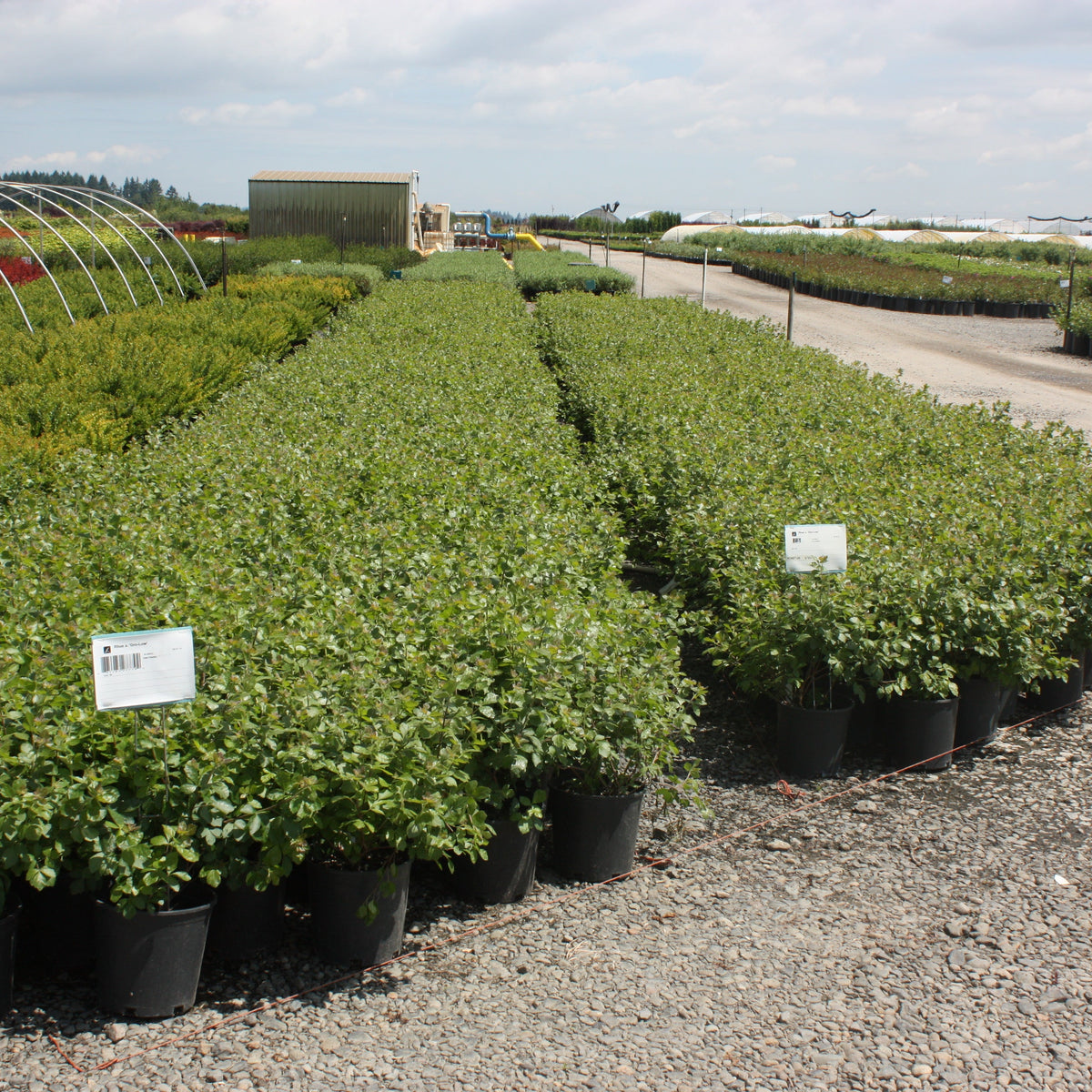 Rhus a. 'Gro-Low'