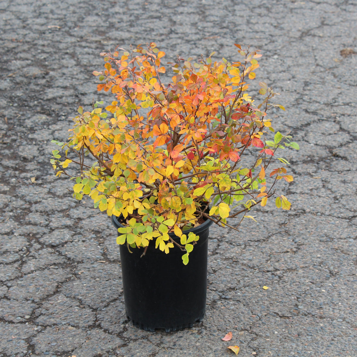 Rhus a. 'Gro-Low'