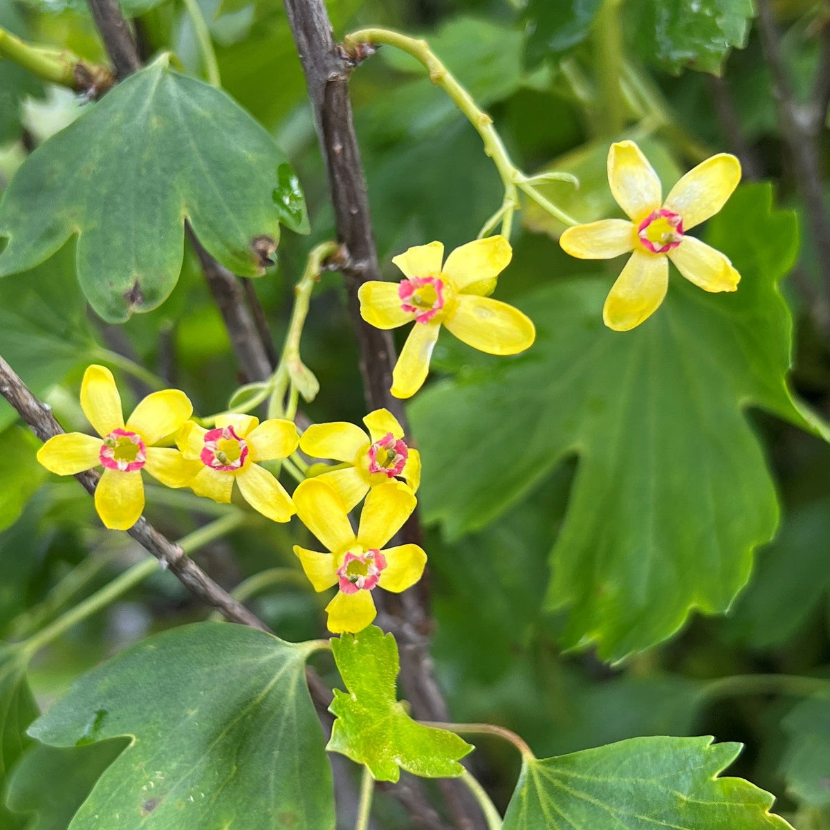 Ribes aureum v. aureum