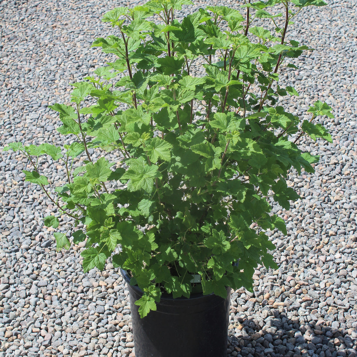 Ribes s. 'King Edward VII'