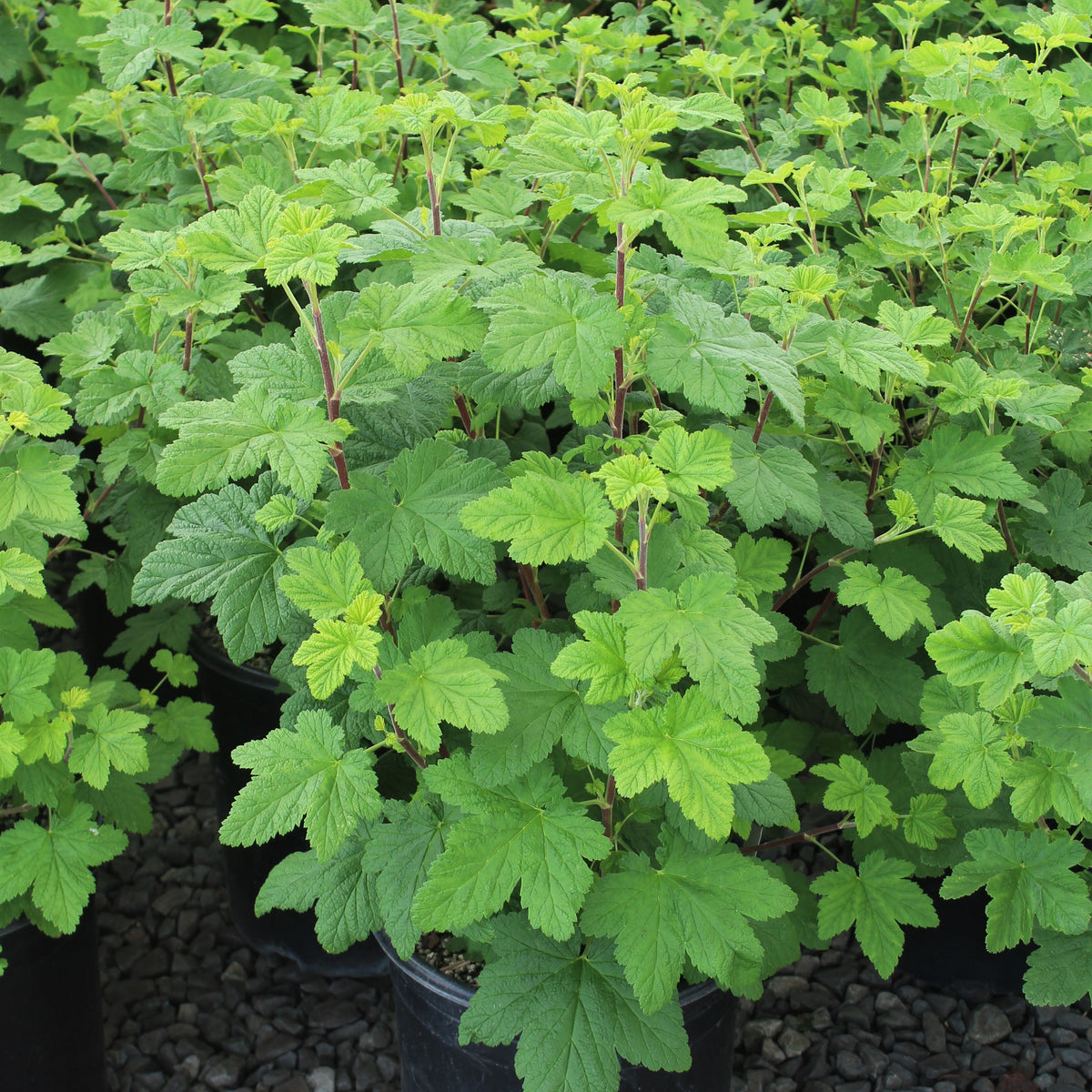Ribes s. 'King Edward VII'