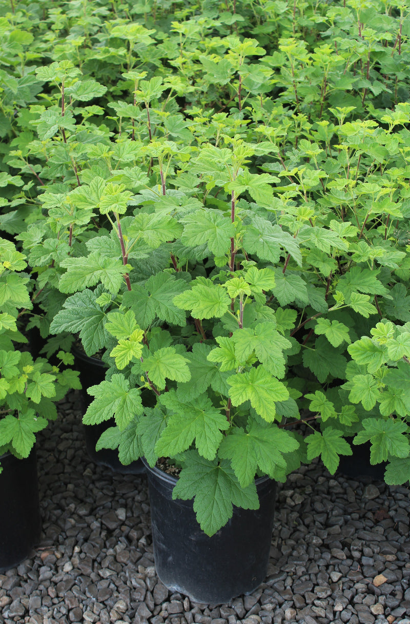 Ribes s. 'King Edward VII'