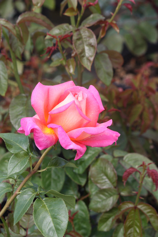 Rosa ht. 'Chicago Peace' (pink/yellow)
