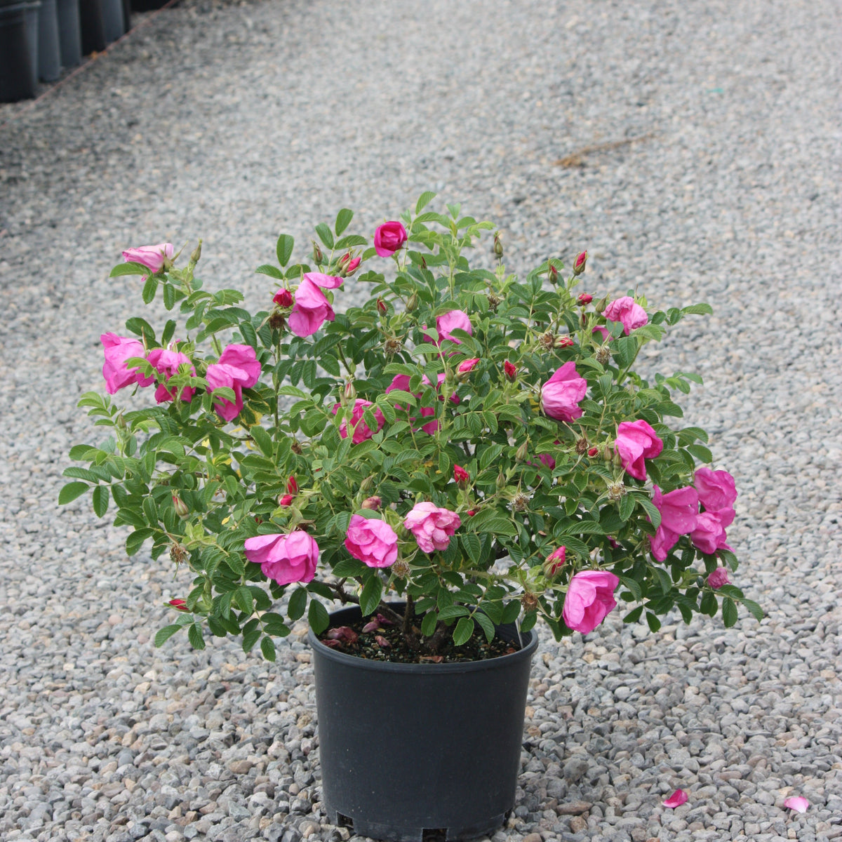 Rosa rugosa Raspberry Rugostar® PP15937 (pink)