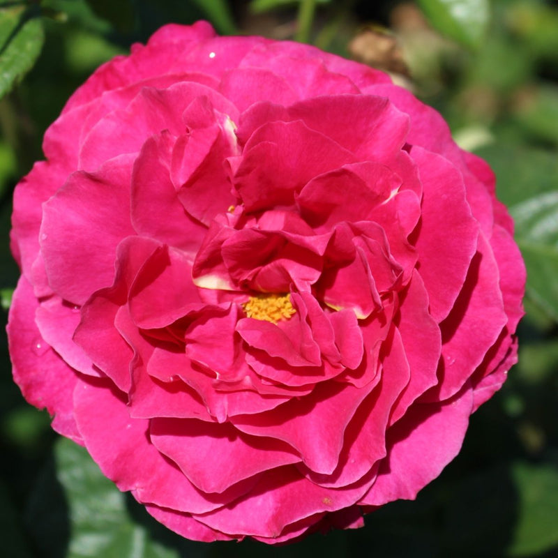 Rosa ht. PRETTY LADY™ PP28719 (dark pink) Tree Form – Loen's garden center