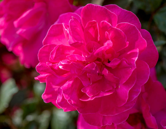 Rosa climb. HIGHWIRE FLYER™ PPAF (pink)