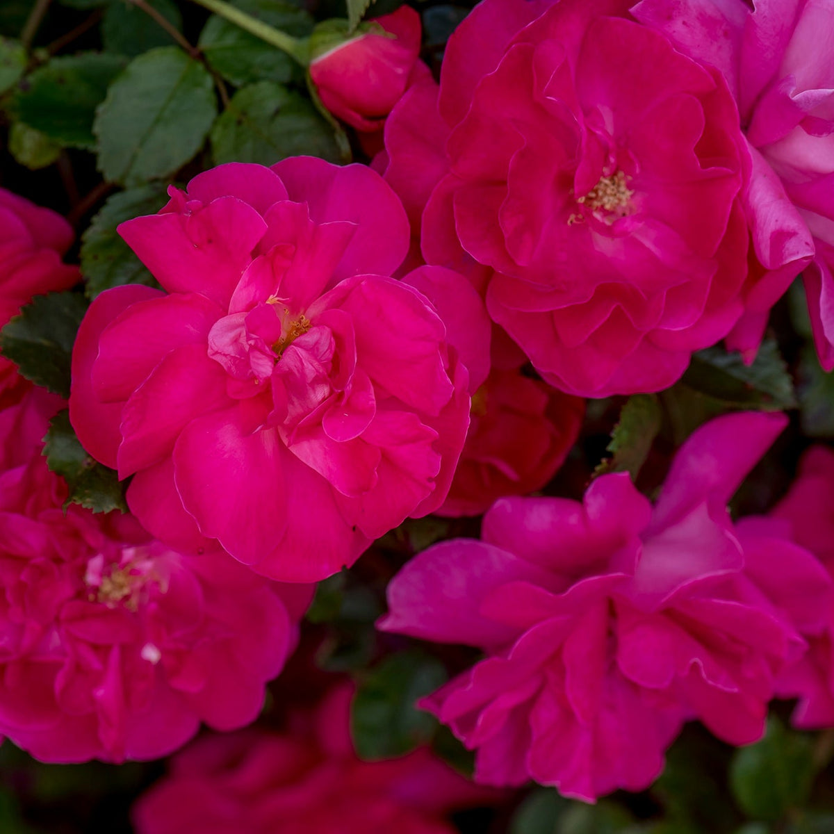 Rosa climb. HIGHWIRE FLYER™ PPAF (pink)