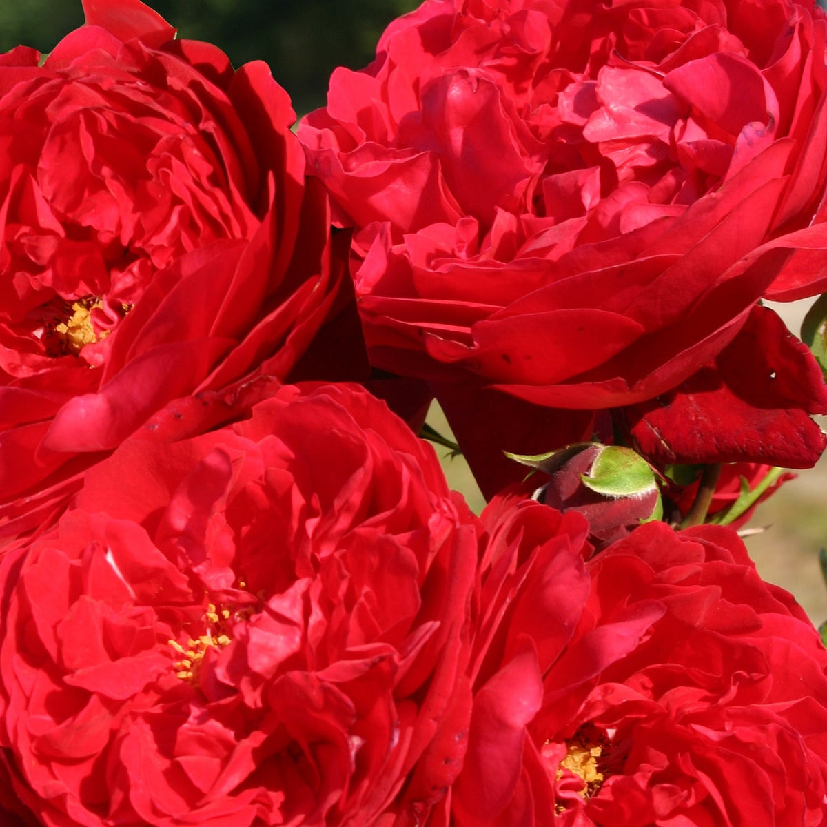 Rosa climb. 'Florentina' ™ Arborose® PP24196 (red)