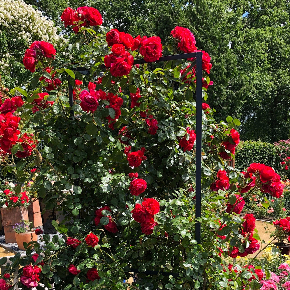 Rosa climb. 'Florentina' ™ Arborose® PP24196 (red)