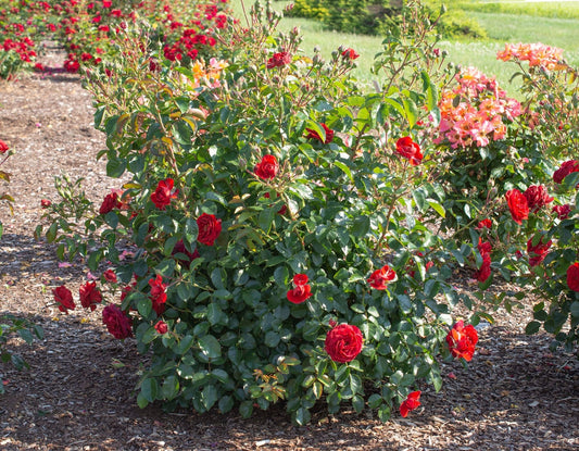 Rosa flor. Canyon Road™ PP28541 (red)