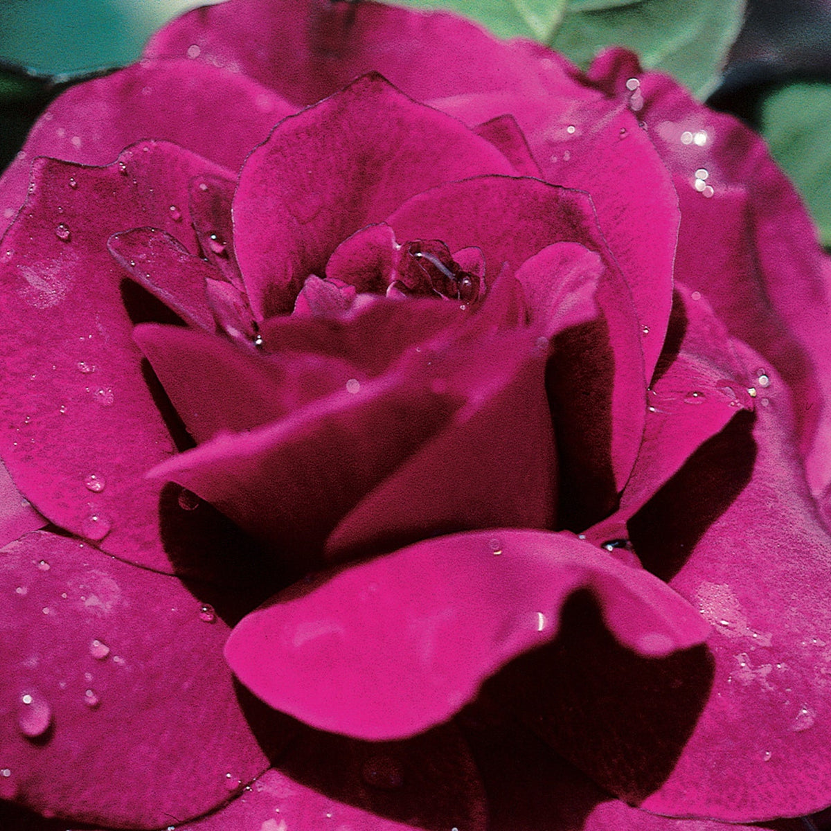 Rosa flor. 'Intrigue' (purple)