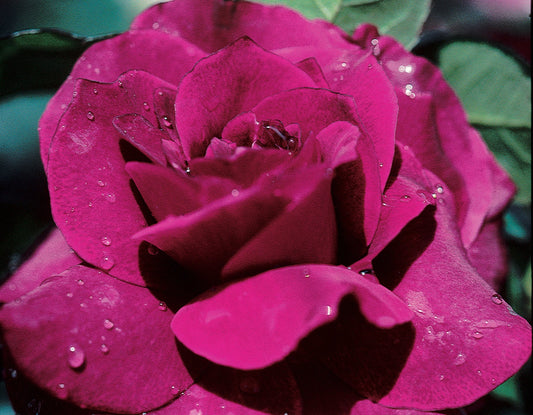 Rosa flor. 'Intrigue' (purple)