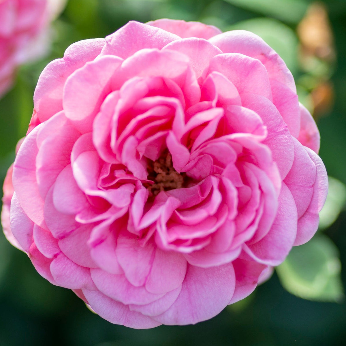 Rosa flor. 'Orchid Romance' ™ (pink)