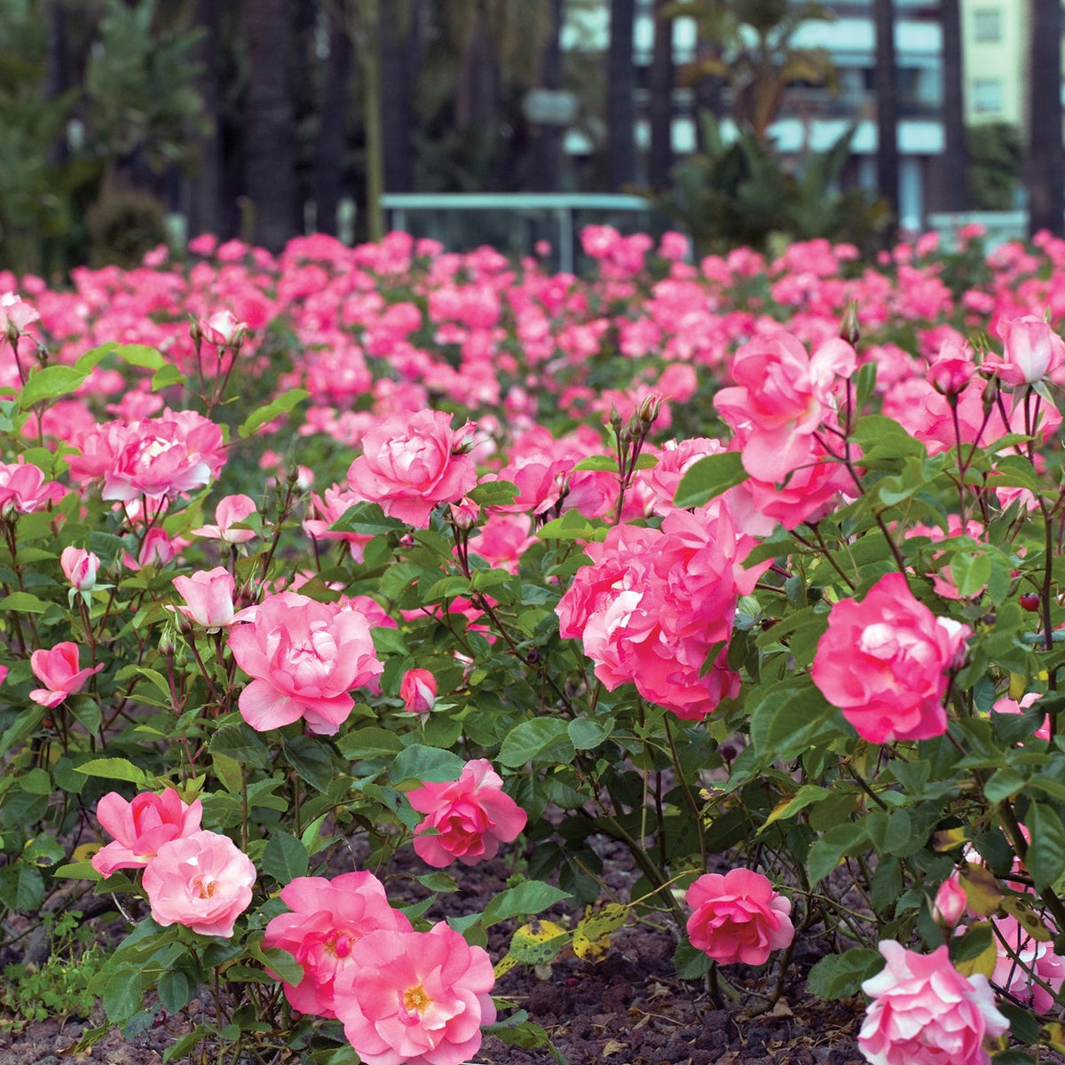 Rosa flor. 'Passionate Kisses' ™ (pink)